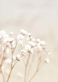 Närbild av vita brudslöja-blommor mot beige bakgrund-7