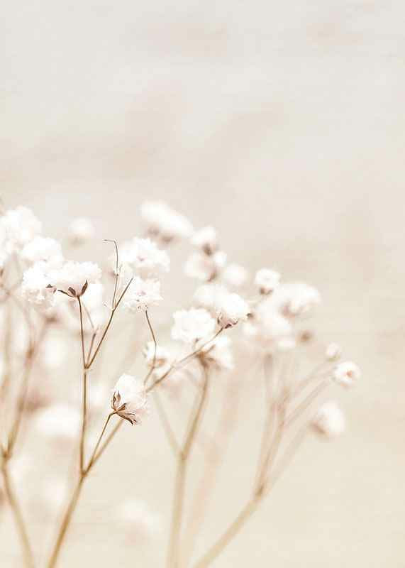 Närbild av vita brudslöja-blommor mot beige bakgrund-12