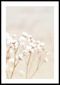 Närbild av vita brudslöja-blommor mot beige bakgrund-0