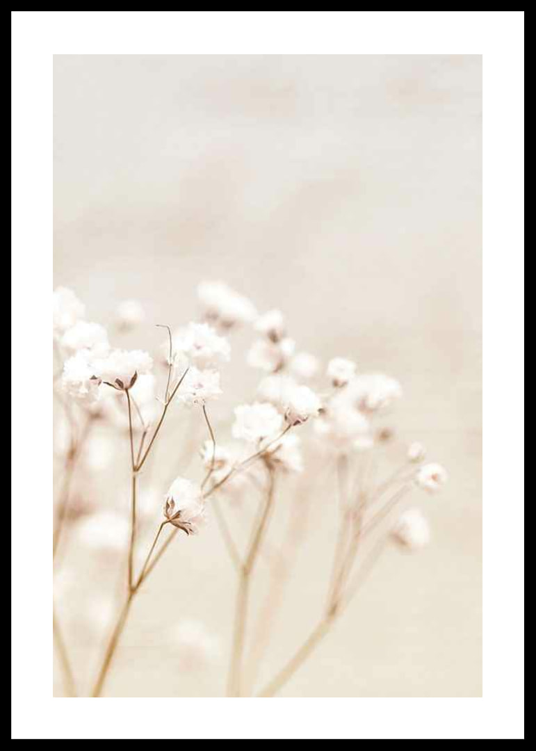 Närbild av vita brudslöja-blommor mot beige bakgrund-12