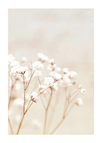 Närbild av vita brudslöja-blommor mot beige bakgrund-1