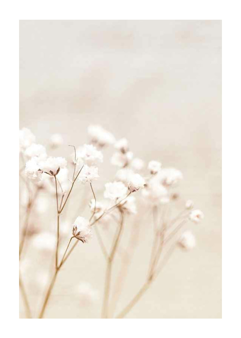 Närbild av vita brudslöja-blommor mot beige bakgrund-12