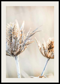 Photographie en gros plan de chardons séchés sur fond clair-2