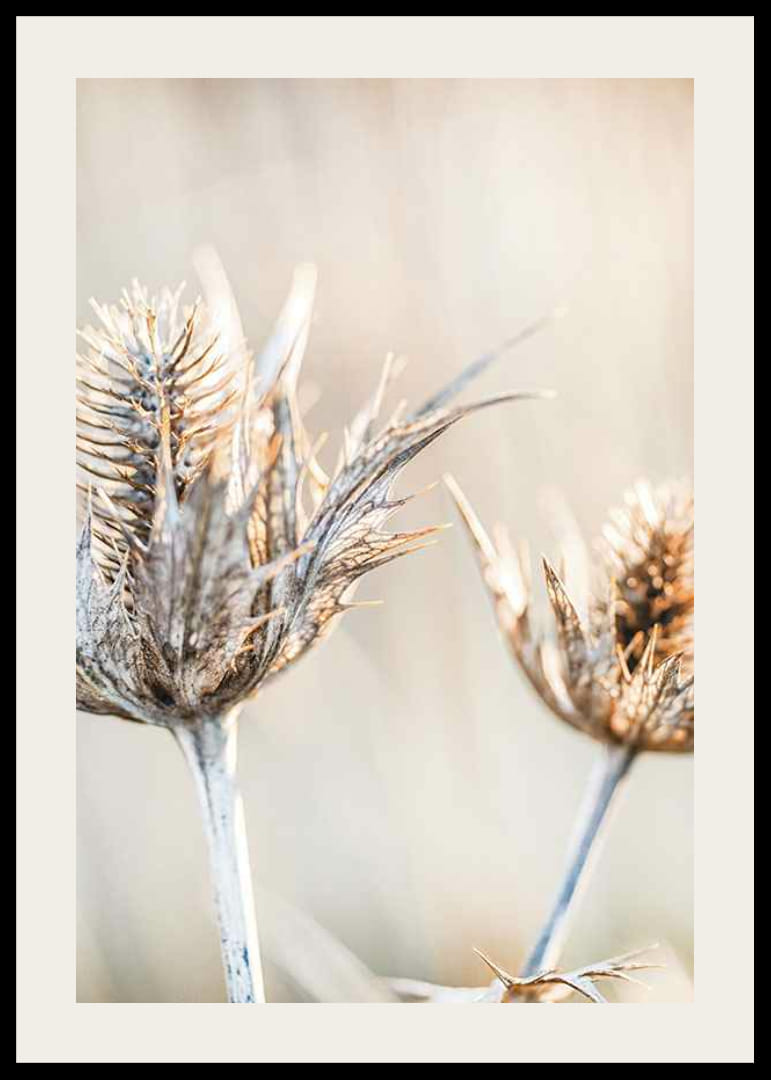 Photographie en gros plan de chardons séchés sur fond clair-12