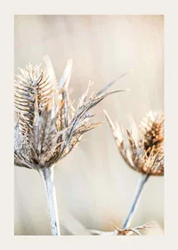 Close-up photograph of dried thistles against a light background-3