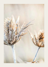 Photographie en gros plan de chardons séchés sur fond clair-3