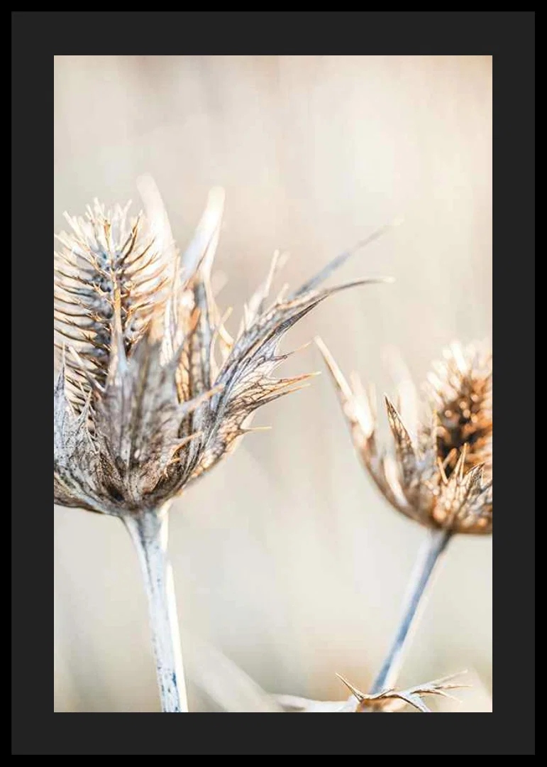 Close-up photograph of dried thistles against a light background-12
