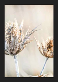 Close-up photograph of dried thistles against a light background-5