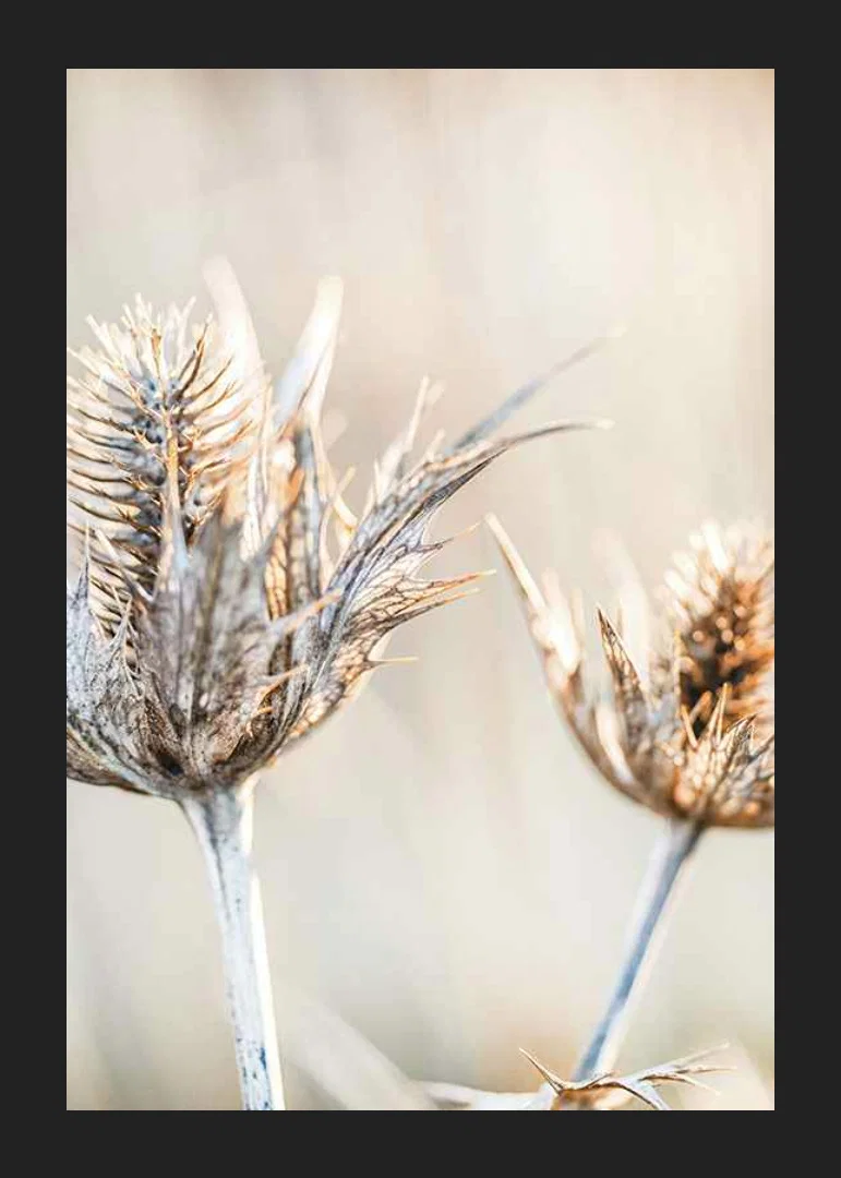 Close-up photograph of dried thistles against a light background-12