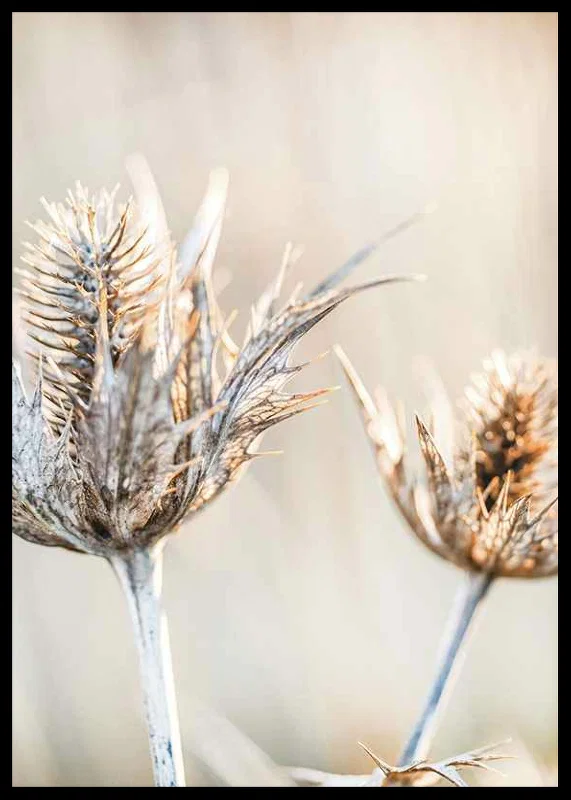 Close-up photograph of dried thistles against a light background-12