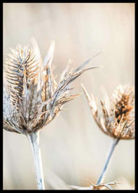 Dried Plants No1-2