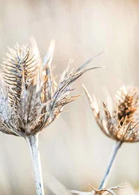 Close-up photograph of dried thistles against a light background-7