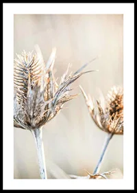 Close-up photograph of dried thistles against a light background-0