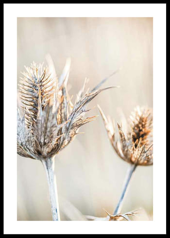 Poster Dried Plants No1