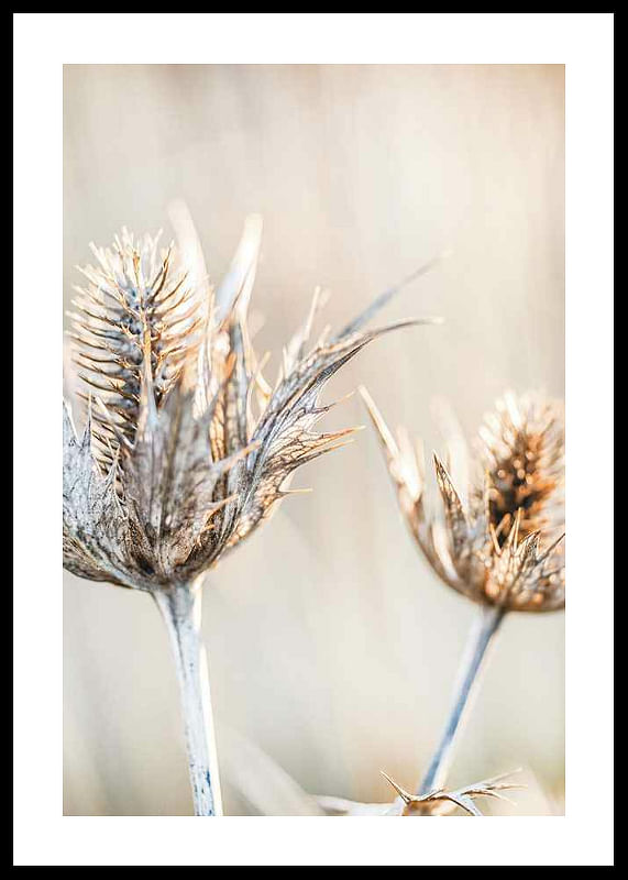 Dried Plants No1-12