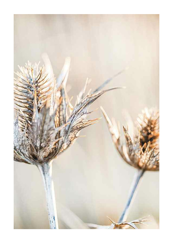 Poster Dried Plants No1