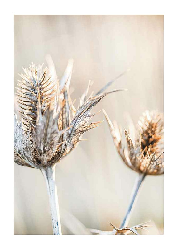 Plagát Dried Plants No1
