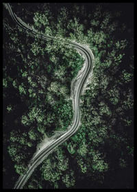 Forest Road-2