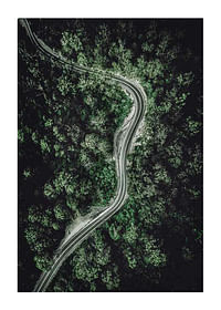 Forest Road-1