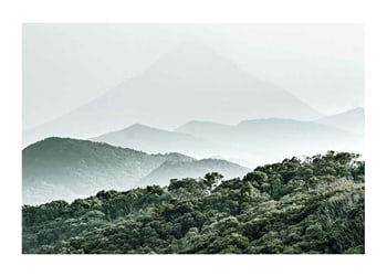 Poster Mountain Forest