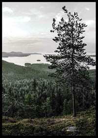 Fotografiskt landskap med tall, sjö och skog i Lieksa-6
