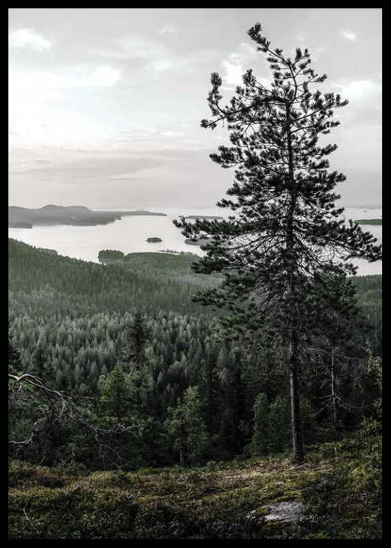 Fotografiskt landskap med tall, sjö och skog i Lieksa-12