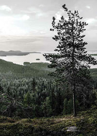 Fotografiskt landskap med tall, sjö och skog i Lieksa-7
