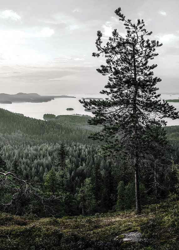 Fotografiskt landskap med tall, sjö och skog i Lieksa-12