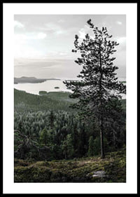 Fotografiskt landskap med tall, sjö och skog i Lieksa-0
