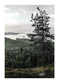 Fotografiskt landskap med tall, sjö och skog i Lieksa-1