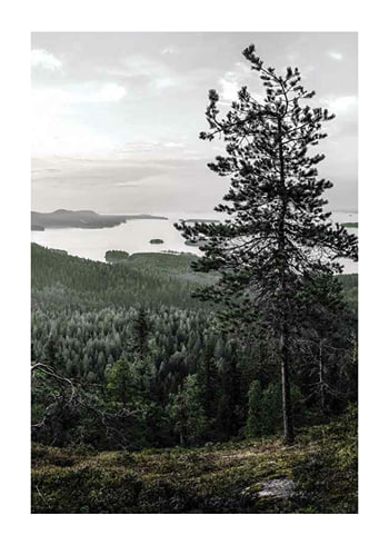 Juliste Lieksa