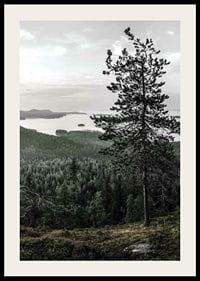 Fotografiskt landskap med tall, sjö och skog i Lieksa-2