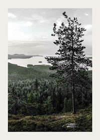 Fotografiskt landskap med tall, sjö och skog i Lieksa-3
