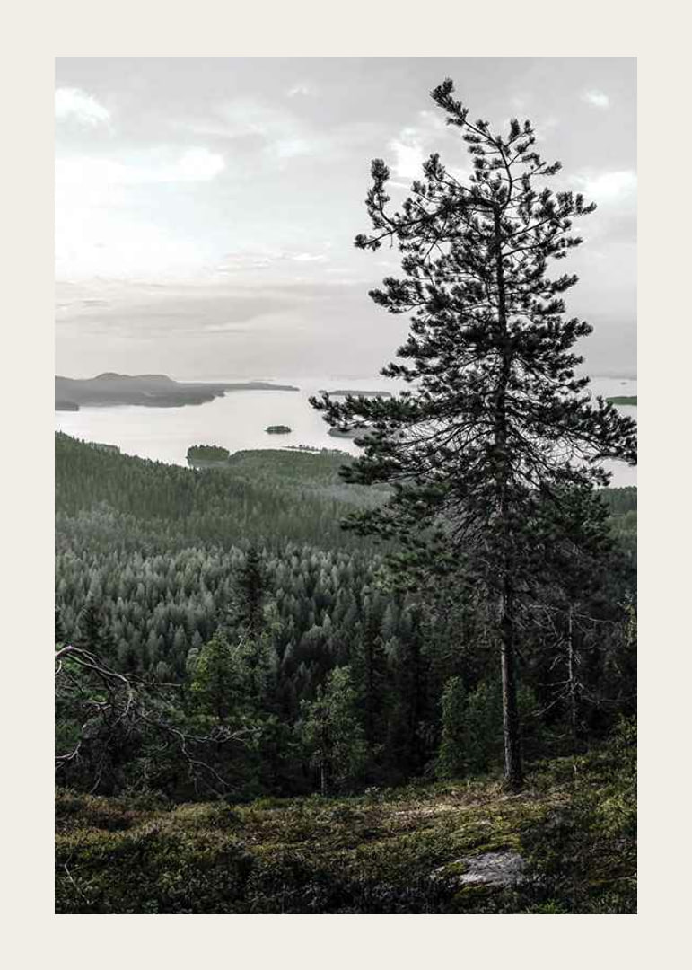 Fotografiskt landskap med tall, sjö och skog i Lieksa-12