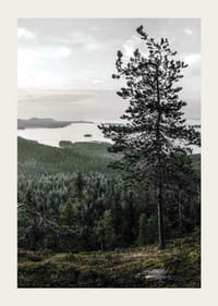 Photographic landscape with pine, lake and forest in Lieksa-3