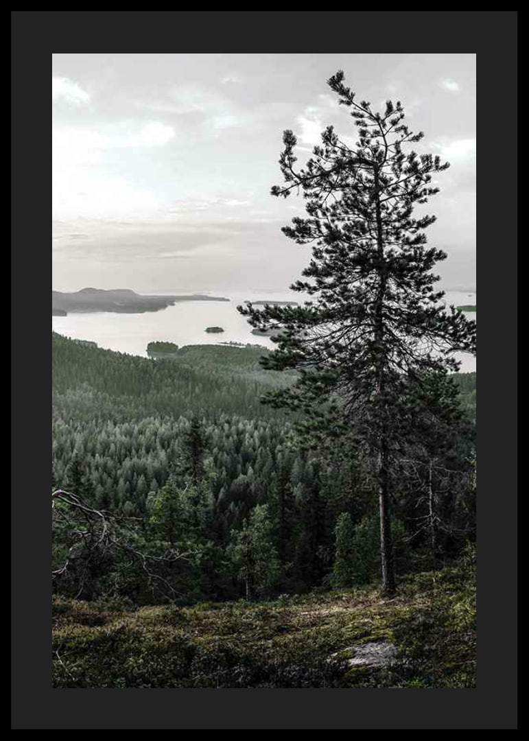 Fotografiskt landskap med tall, sjö och skog i Lieksa-12