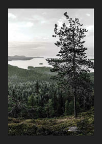 Fotografiskt landskap med tall, sjö och skog i Lieksa-5