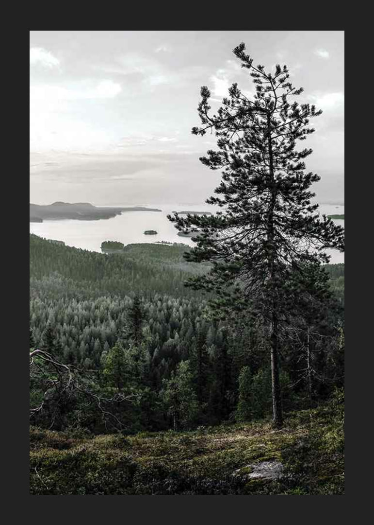 Fotografiskt landskap med tall, sjö och skog i Lieksa-12
