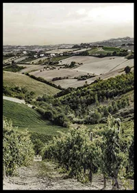 Photograph of rolling vineyards and farmland in Gironde-6