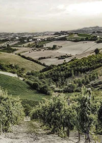 Photograph of rolling vineyards and farmland in Gironde-7