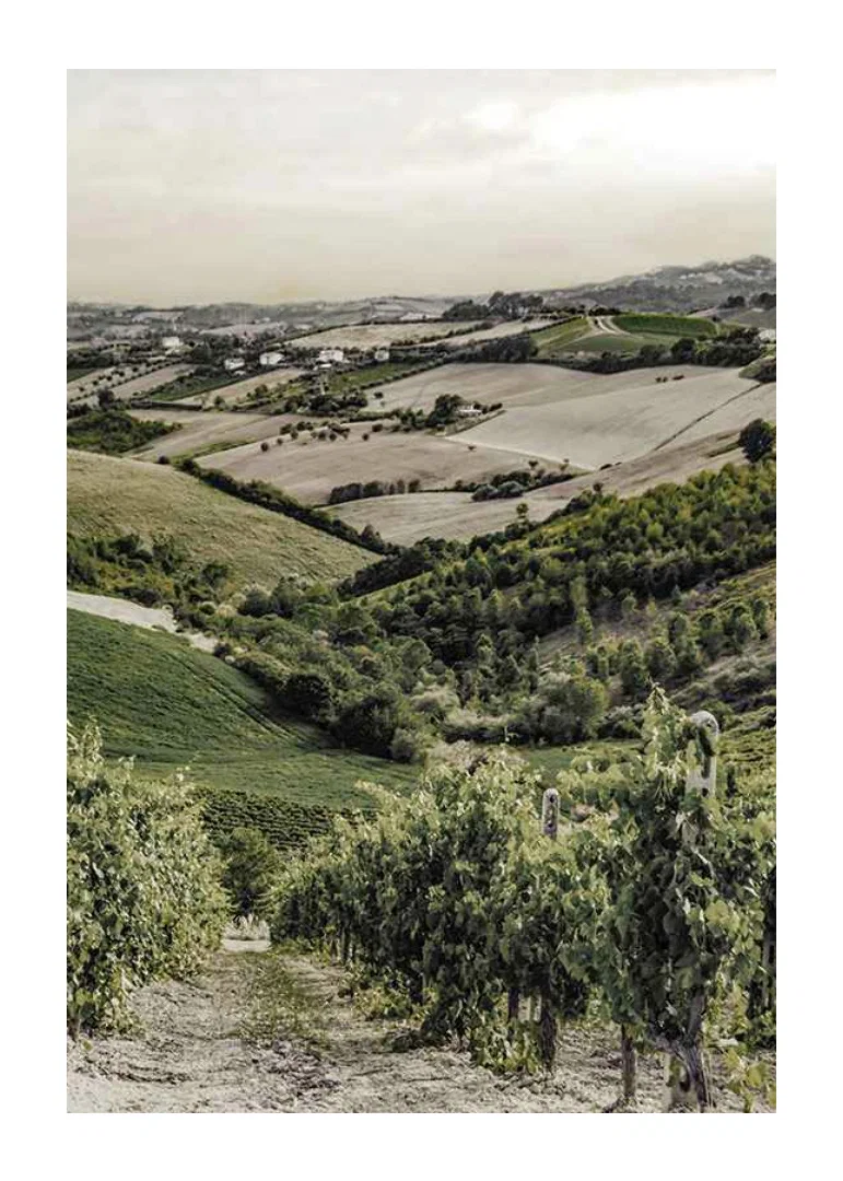 Photograph of rolling vineyards and farmland in Gironde-12