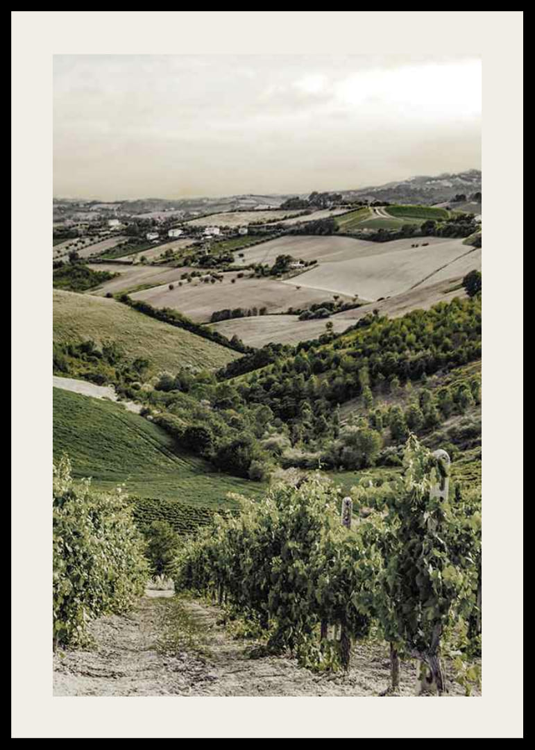 Foto von sanften Weinbergen und Ackerland in der Gironde-12
