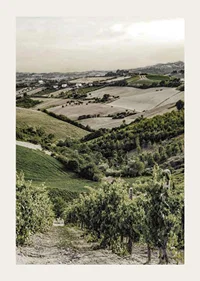 Photograph of rolling vineyards and farmland in Gironde-3