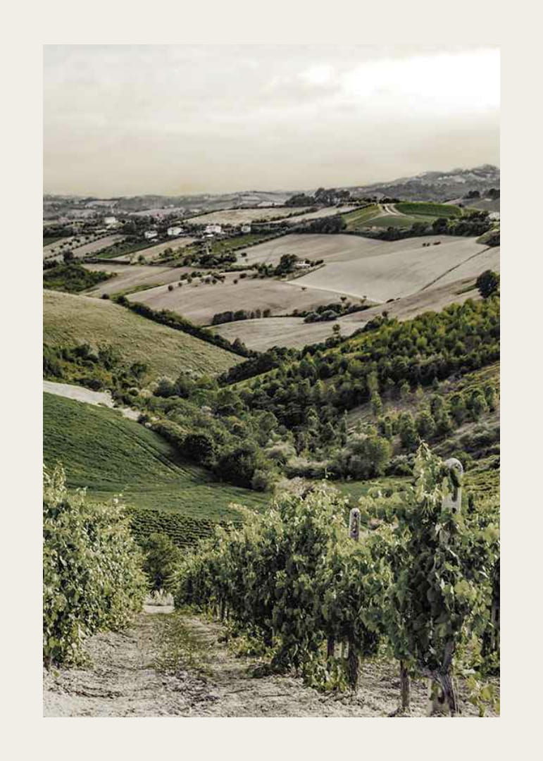 Foto von sanften Weinbergen und Ackerland in der Gironde-12