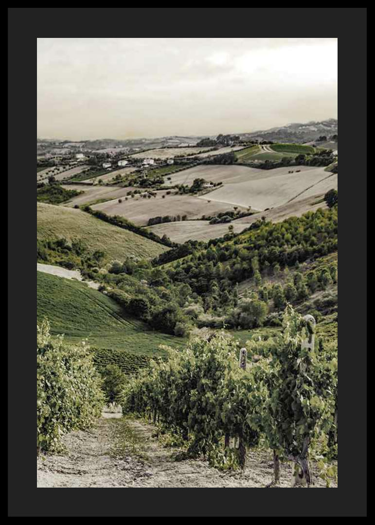 Foto von sanften Weinbergen und Ackerland in der Gironde-12