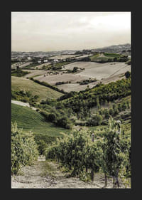 Foto von sanften Weinbergen und Ackerland in der Gironde-5