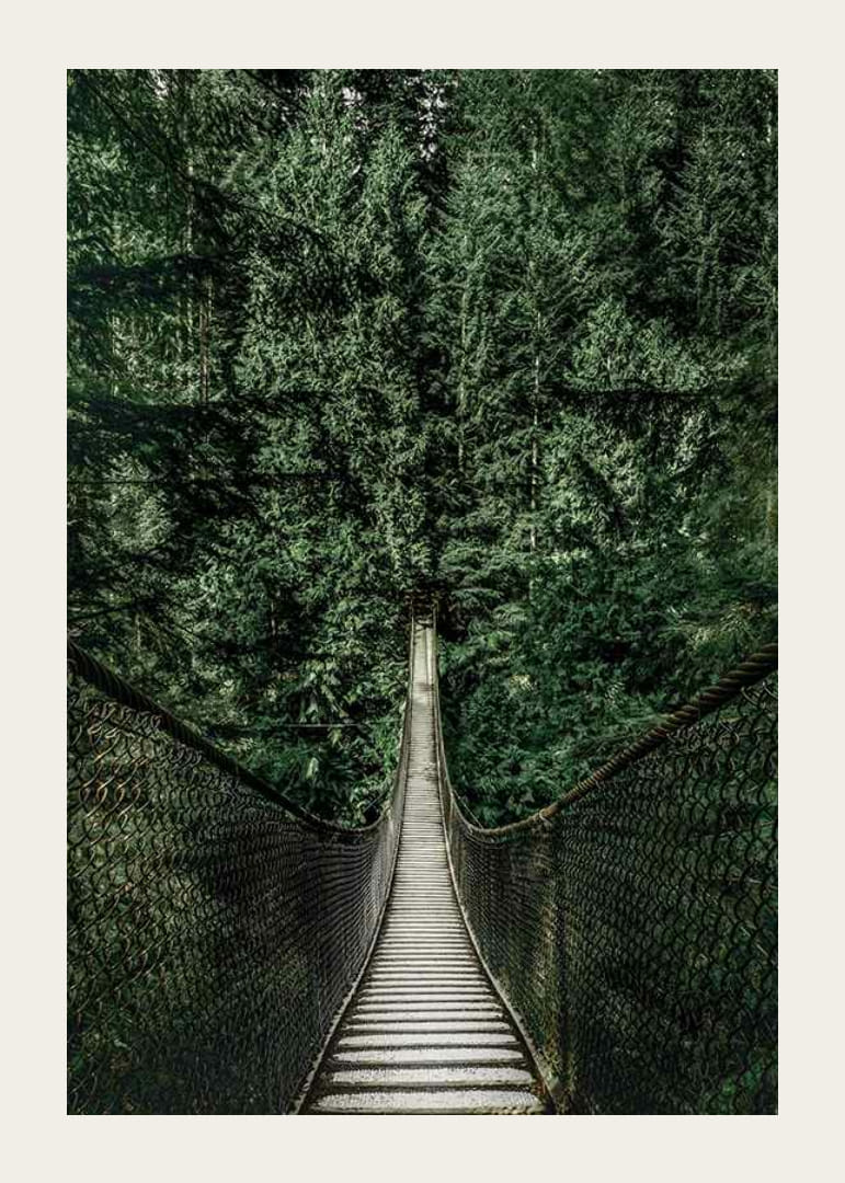 Fotografía de un puente colgante a través de un denso bosque de abetos en tonos verdes intensos.-12