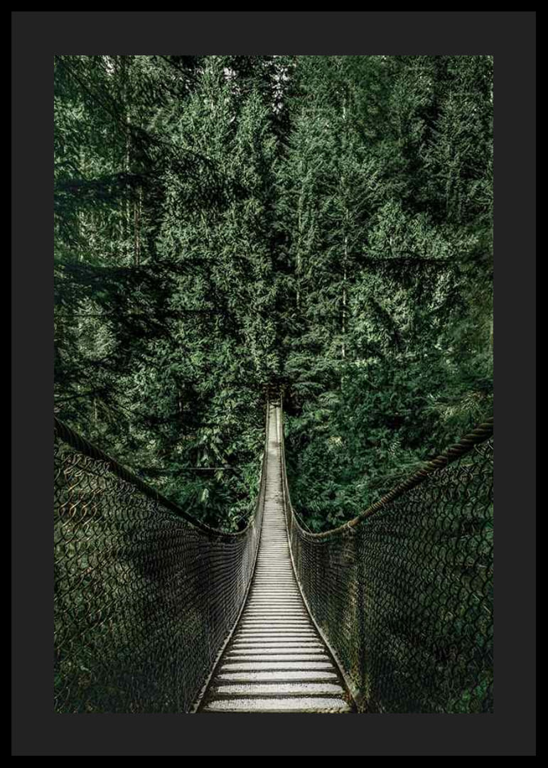 Fotografía de un puente colgante a través de un denso bosque de abetos en tonos verdes intensos.-12