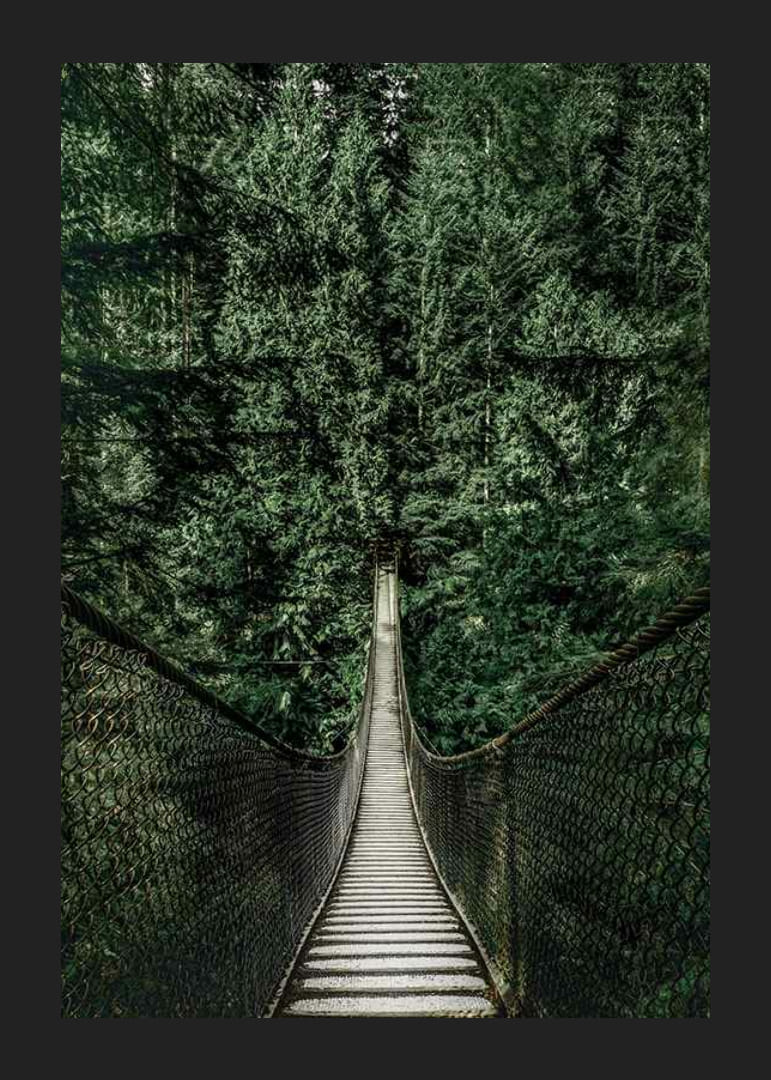 Fotografía de un puente colgante a través de un denso bosque de abetos en tonos verdes intensos.-12