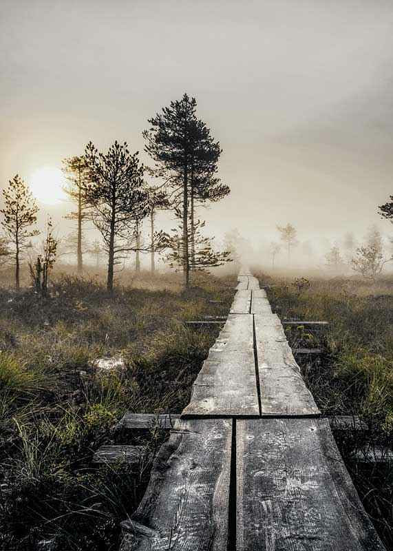 Photograph of wooden bridge through foggy marsh landscape at sunset-12